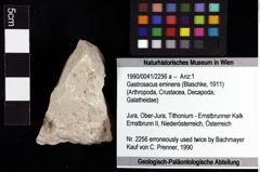 Foto (Objket + Etiketten) von Gastrosacus eminens (Blaschke, 1911) 